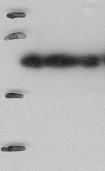 PELOTA | Protein pelota homolog in the group Antibodies Plant/Algal  / DNA/RNA/Cell Cycle / plant RNA at Agrisera AB (Antibodies for research) (AS16 3984)